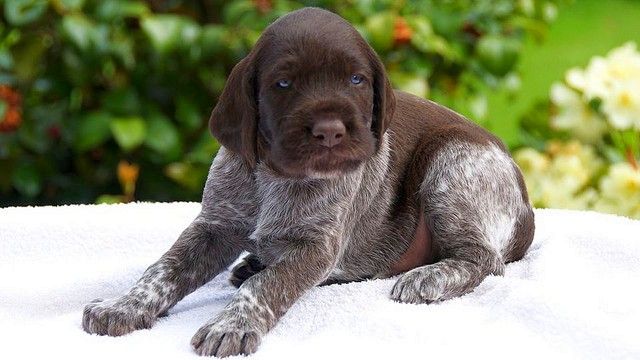 Chiots Drathaar en bonne santé - Agiles et sociables