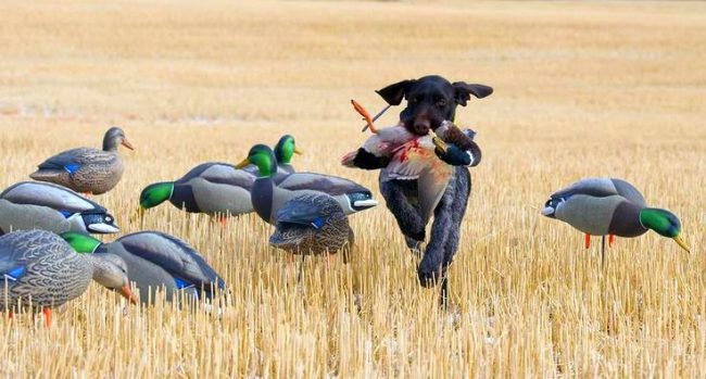 Les Drathaaras étaient faits pour la chasse; sans cela, ils peuvent s'ennuyer.