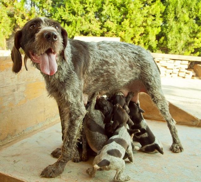Le lait de maman est le meilleur aliment pour tous les chiots