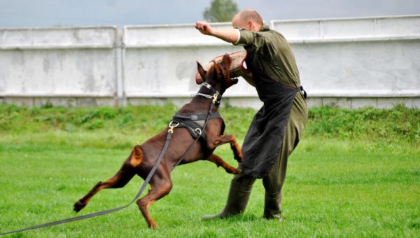 Formation Doberman lire l'article