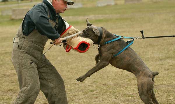 Entraînement Cane Corso