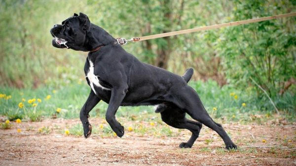 Cane