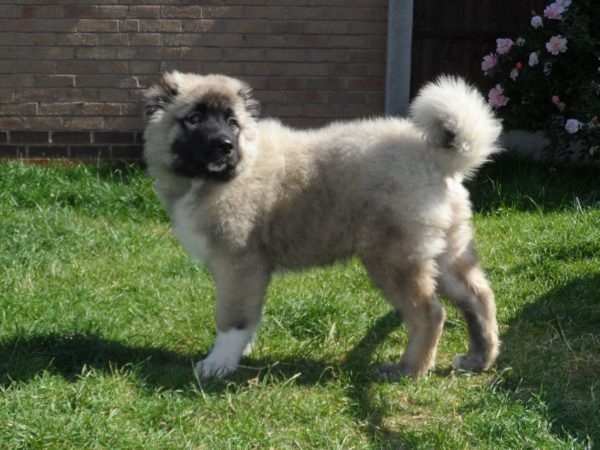 Formation du chien de berger du Caucase lire l'article