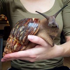 Escargot Akhatinskaya dans la paume