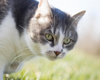Chat égéen chat égéen
