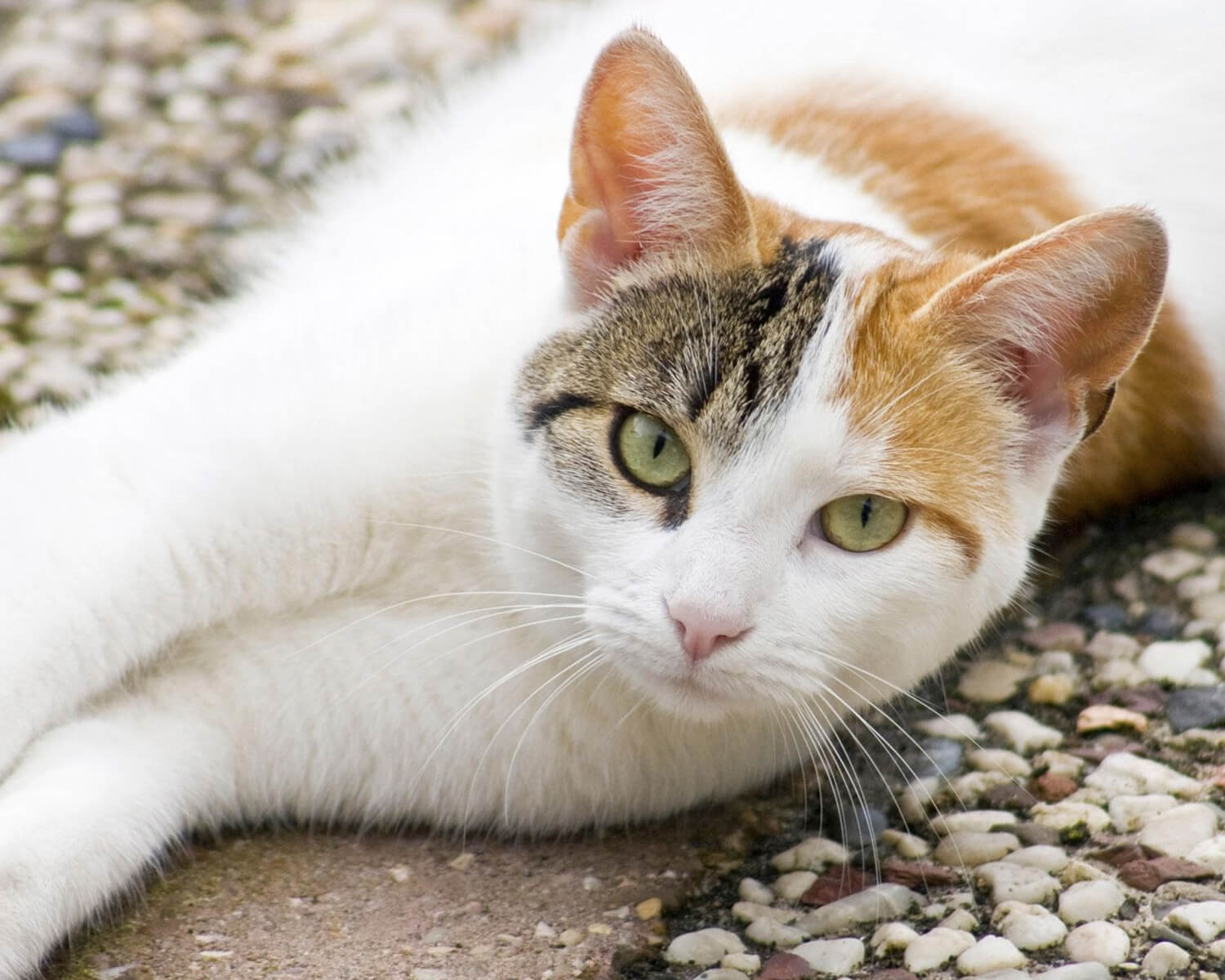 Race de chat égéen