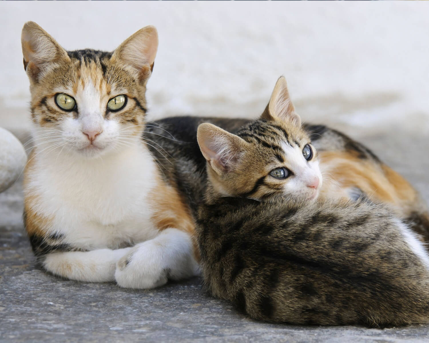 Chats égéens