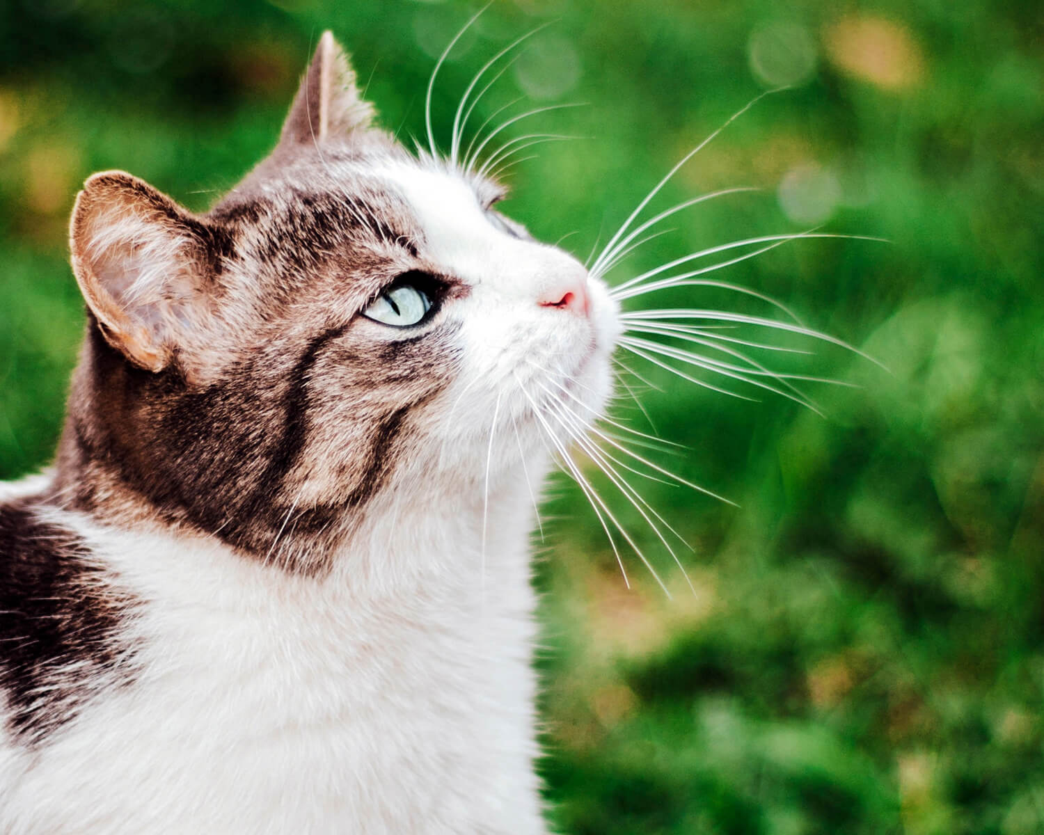 Chat égéen