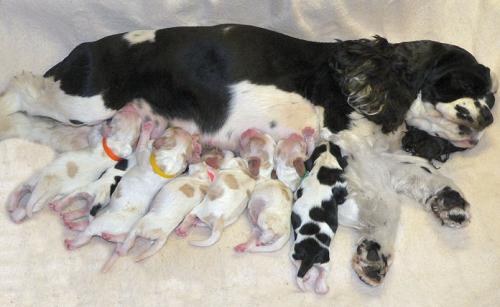 Eclampsie (tétanie post-partum) chez le chien: causes, symptômes et traitement