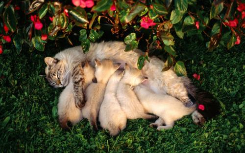 Éclampsie chez le chat