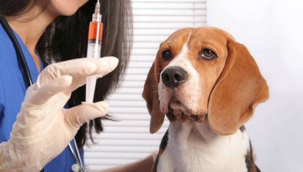 beagle chez le vétérinaire