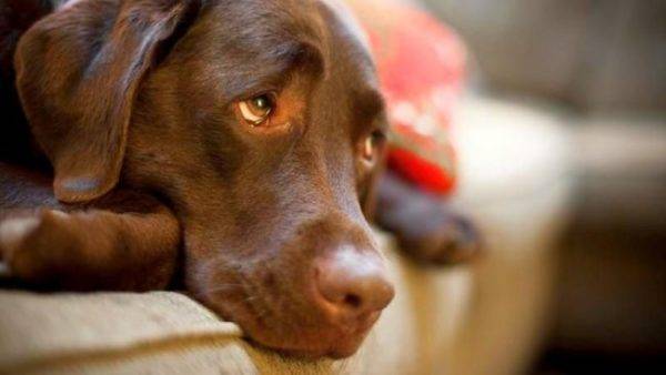 L'endométrite chez les chiens