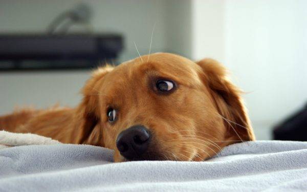 Les symptômes de l'endométrite chez les chiens