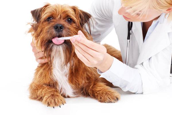 Entérocolite chez les chiens