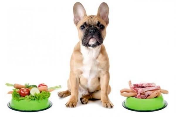 Nutrition du chien pour l'entérocolite