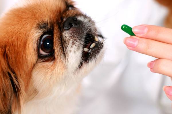 Traitement de l'entérocolite chez le chien