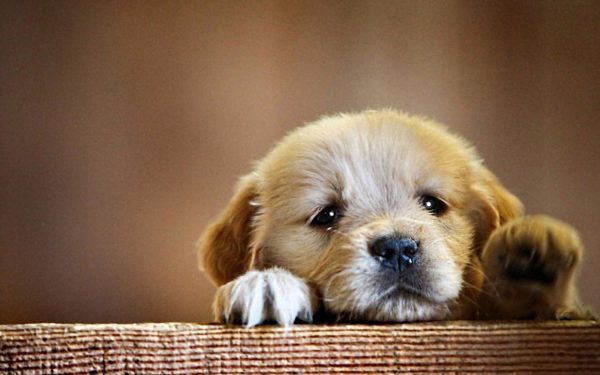 Chiot Enterosgel avec diarrhée