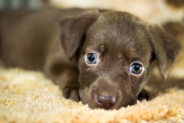 Chiot Enterosgel