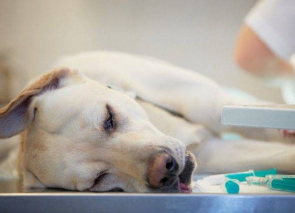 Épilepsie de chien lu