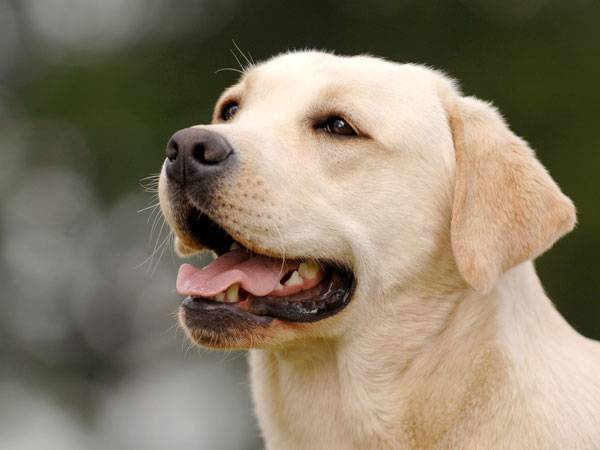 L'épilepsie chez les chiens