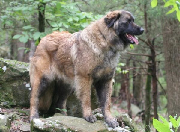 Estrel Shepherd Lisez l'article
