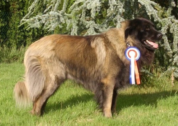 Estrel Shepherd Dog avec une récompense