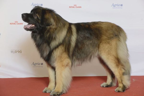 Description de race de chien de berger Estrel