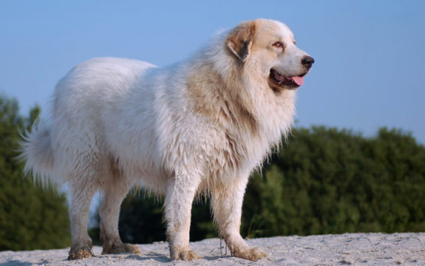 Stands de chien de berger Estrel