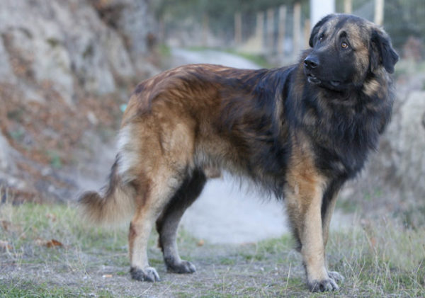 Estrel Shepherd dans la nature