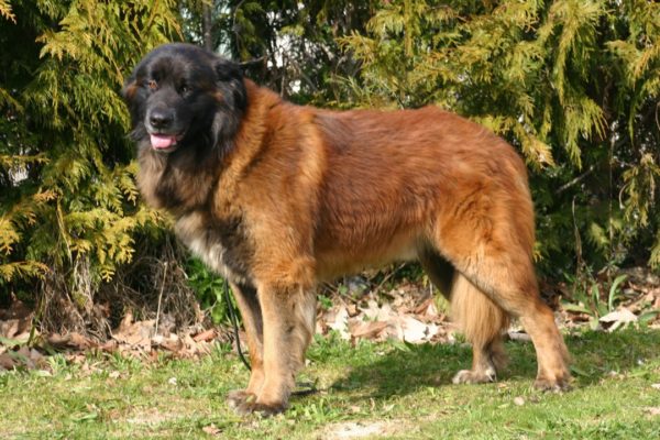 Estrel Sheepdog regarde