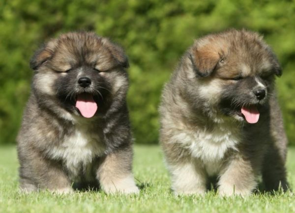 Chiots berger Estrel