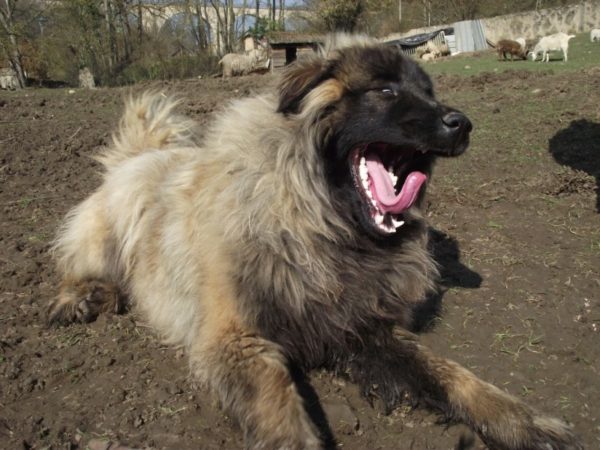 Estrel Shepherd bâille