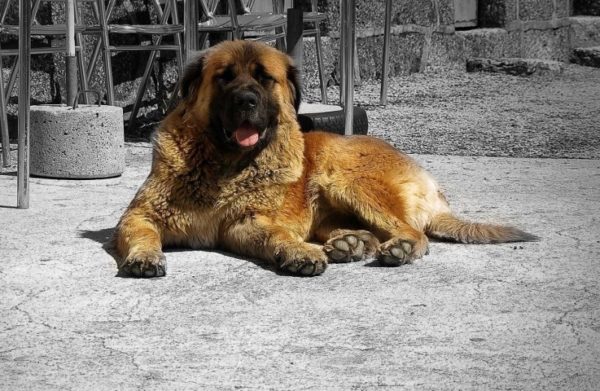 Le chien de berger d'Estrel se trouve