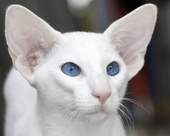 Étranger Blanc Étranger Blanc
