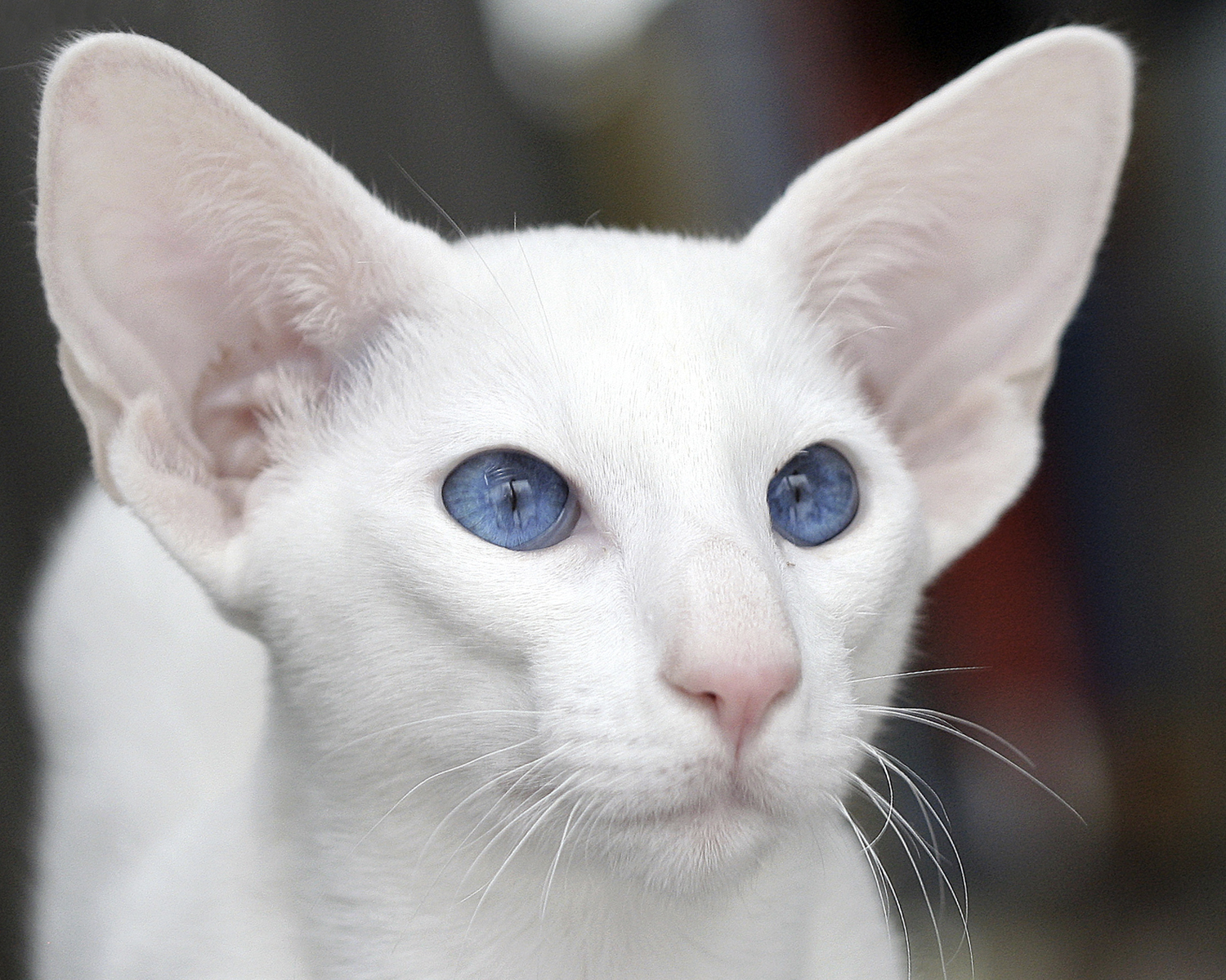 Étranger Blanc Étranger Blanc