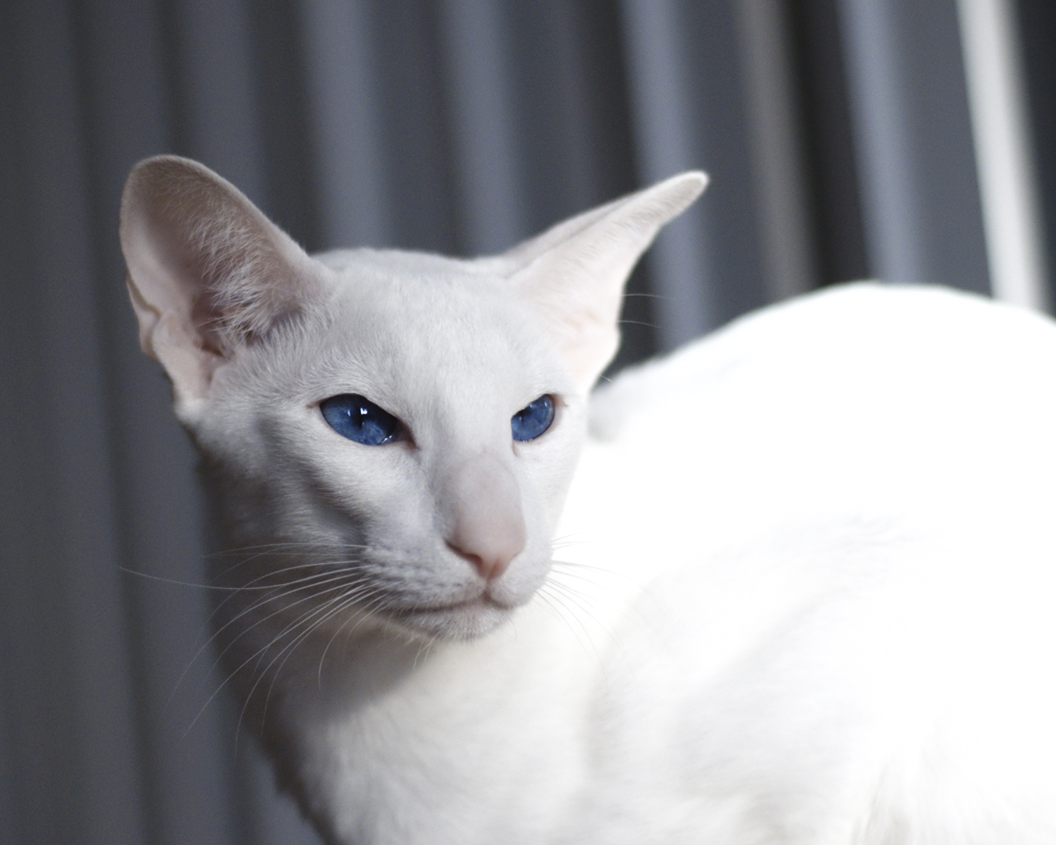 forin chat blanc