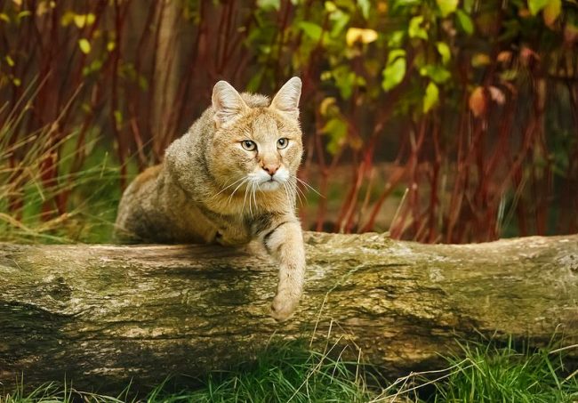 Beaucoup d'amateurs d'animaux voudront certainement avoir ce chat rare à la maison.