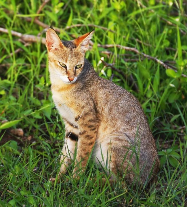 Lynx des marais - une des plus grandes races de chats