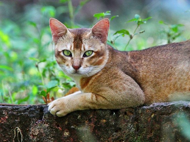 Le chat de roseau est un grand chasseur
