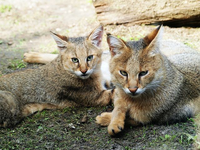 À la maison, le chat à anches est très obéissant et facile à apprendre.
