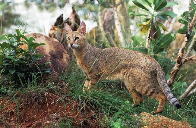 Le chat gracieux impressionne par sa grâce, sa plasticité et sa mobilité