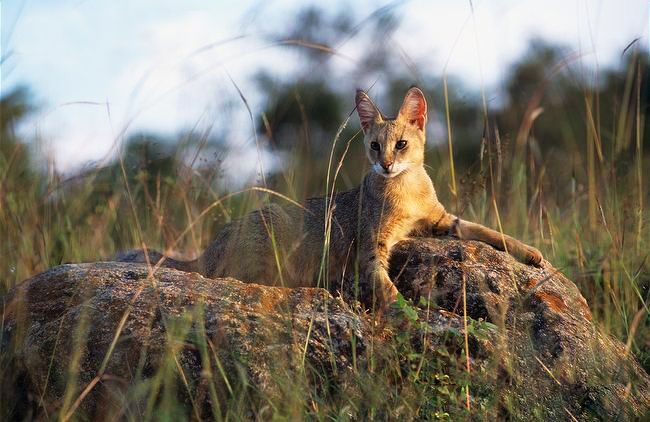 Les chats à roseaux préfèrent être dans de grandes et spacieuses chambres