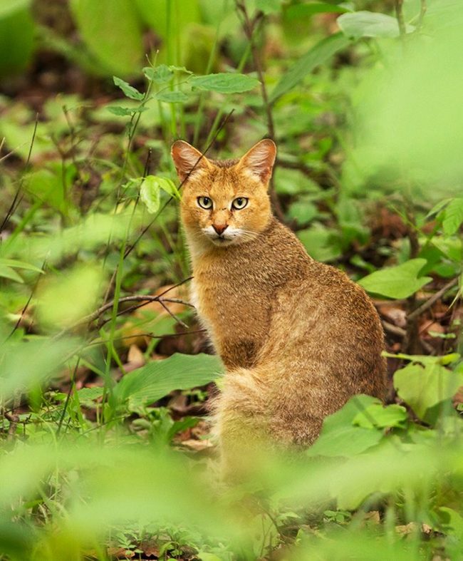 Le chat en roseau, contrairement à presque tous les autres représentants félins, n'a pas du tout peur de l'eau.