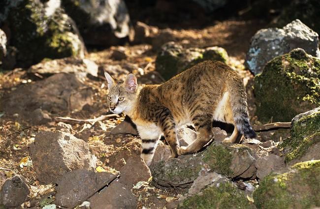 Même dans les jeux, cet animal de compagnie se distingue par une posture royale et démontre une musculature bien développée.