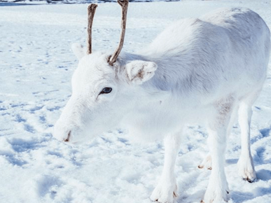 Cerf blanc
