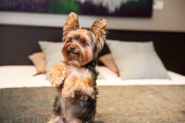 Le personnage du Yorkshire Terrier a lu l'article