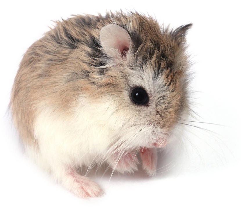 Hamster Roborovsky