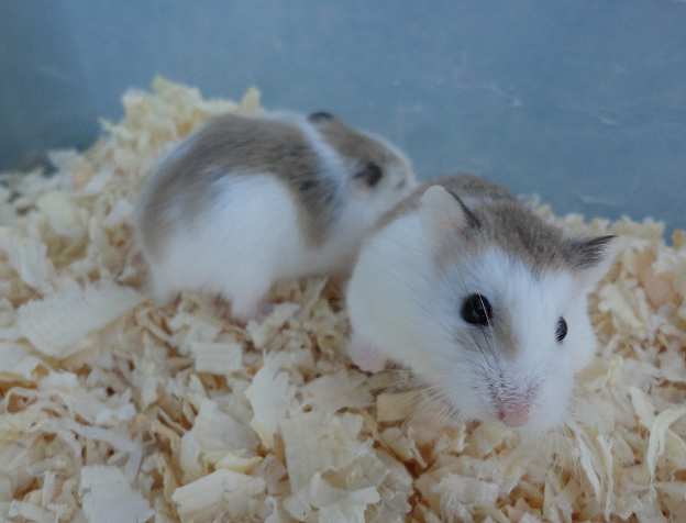 Hamster Roborovsky