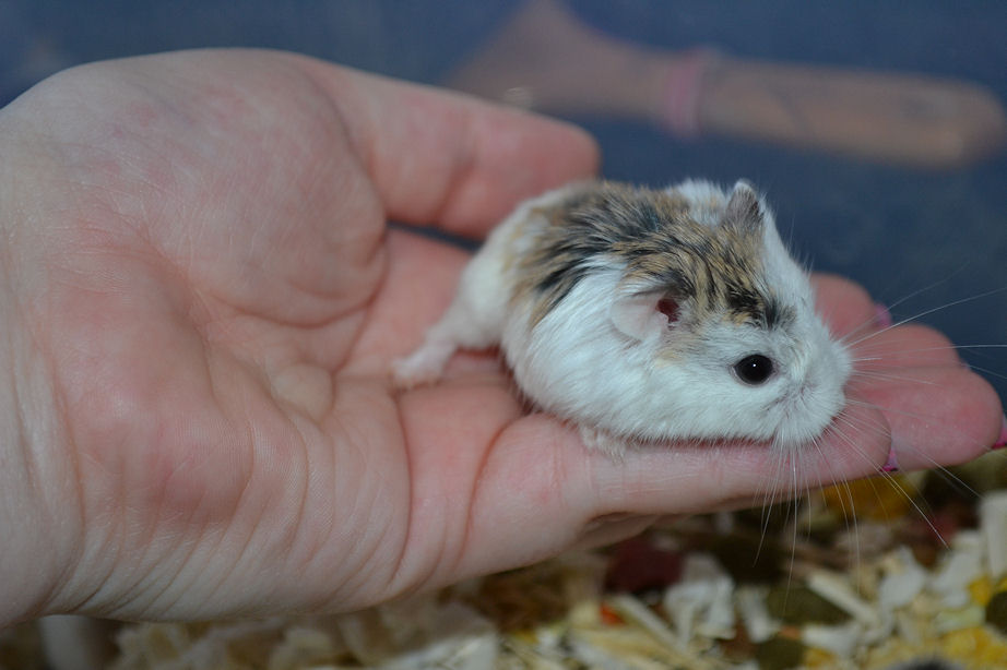Hamster Roborovsky