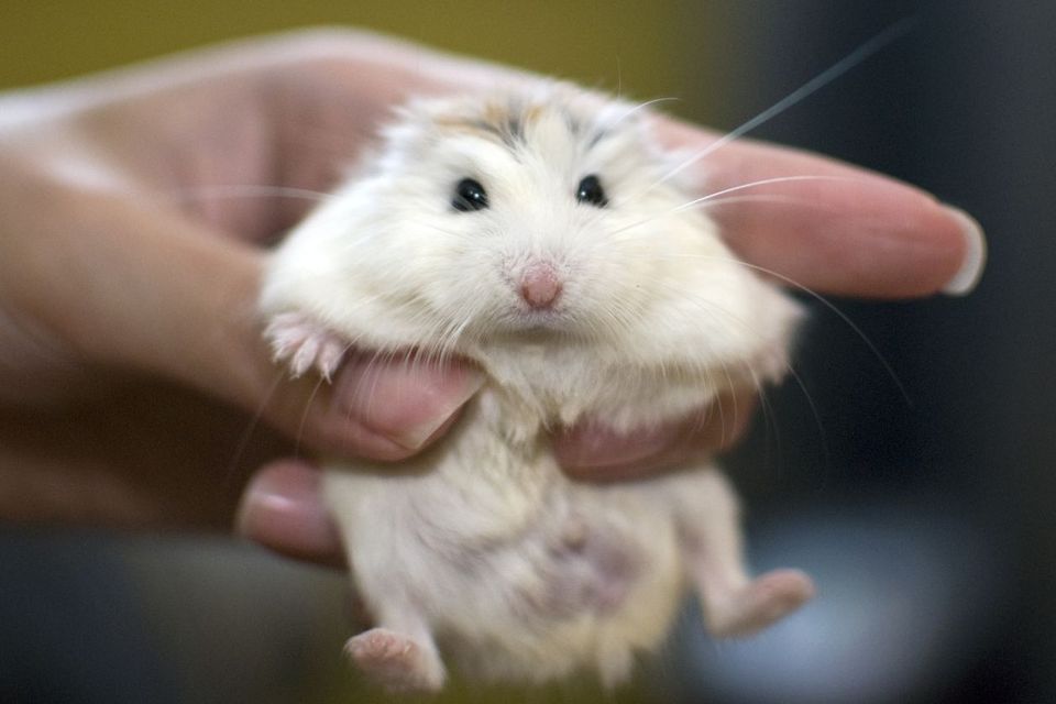 Hamster Roborovsky